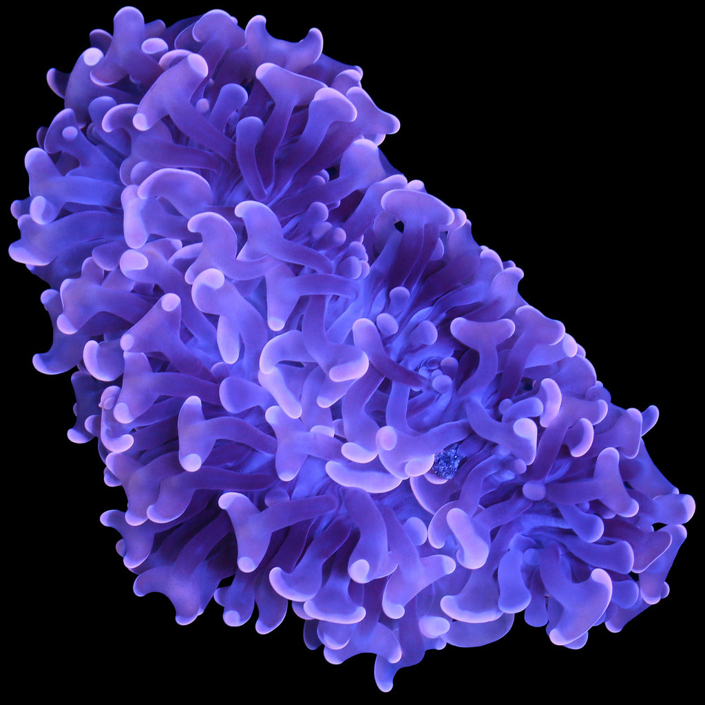 Pink Wall Hammer Coral
