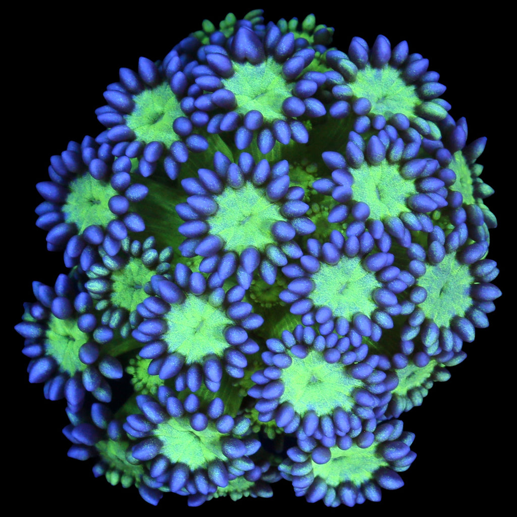 Joker Goniopora Coral