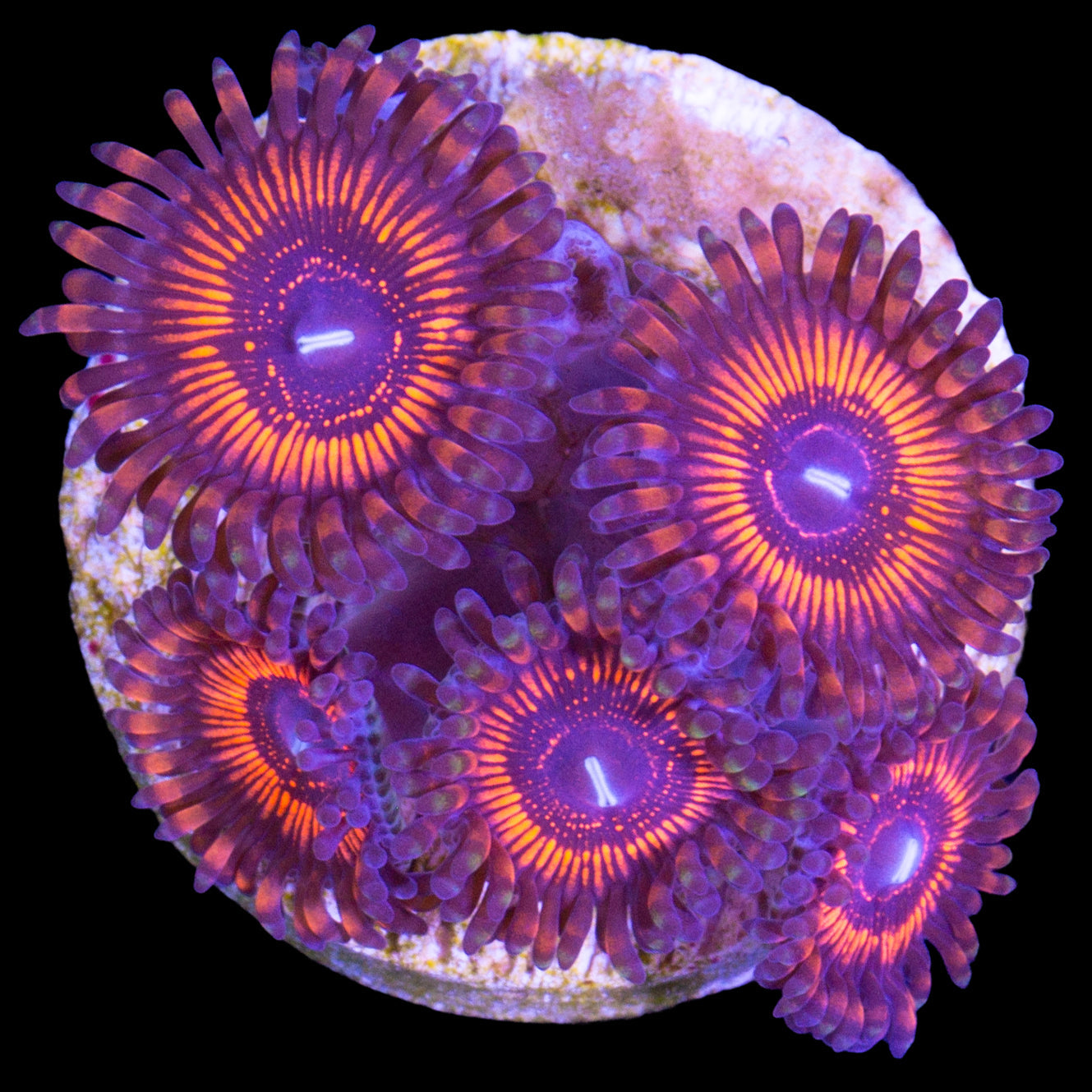 Red Mystery Zoanthids