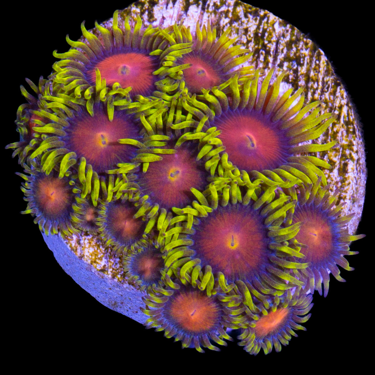 Vivid's Ironman Zoanthids