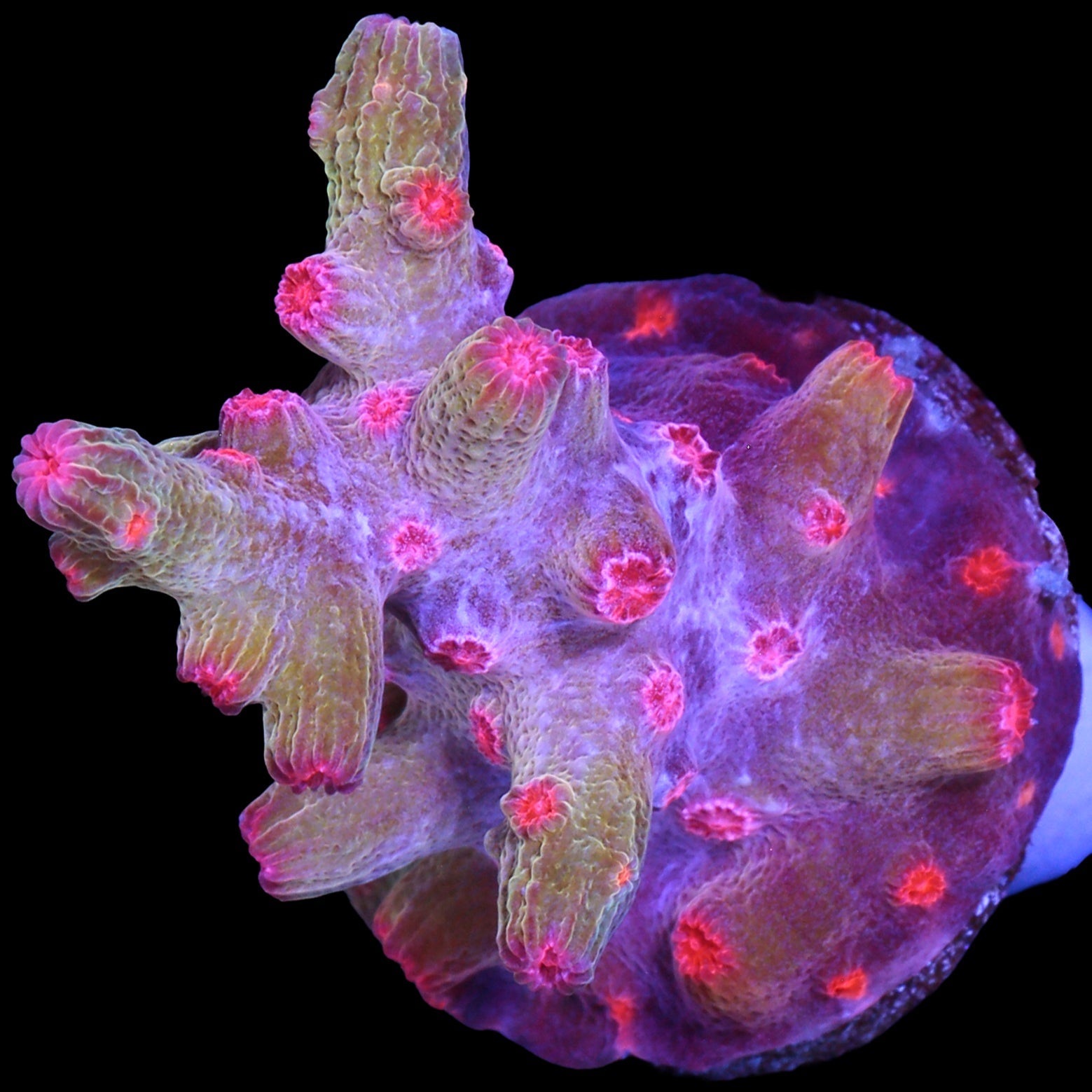 Vivid's Branching Cyphastrea Decadia Coral