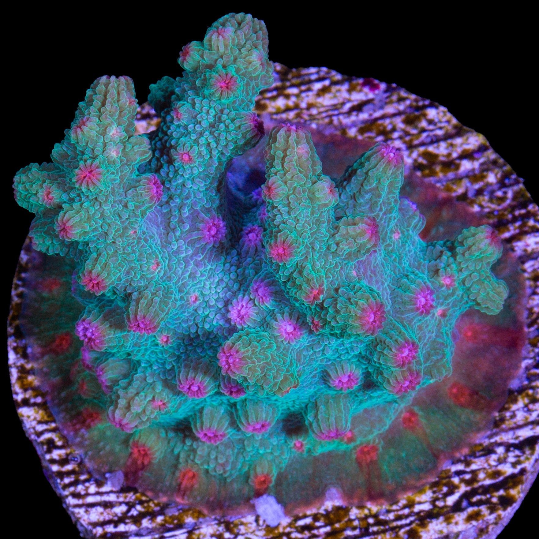 Vivid's Aquaman Branching Cyphastrea Decadia Coral