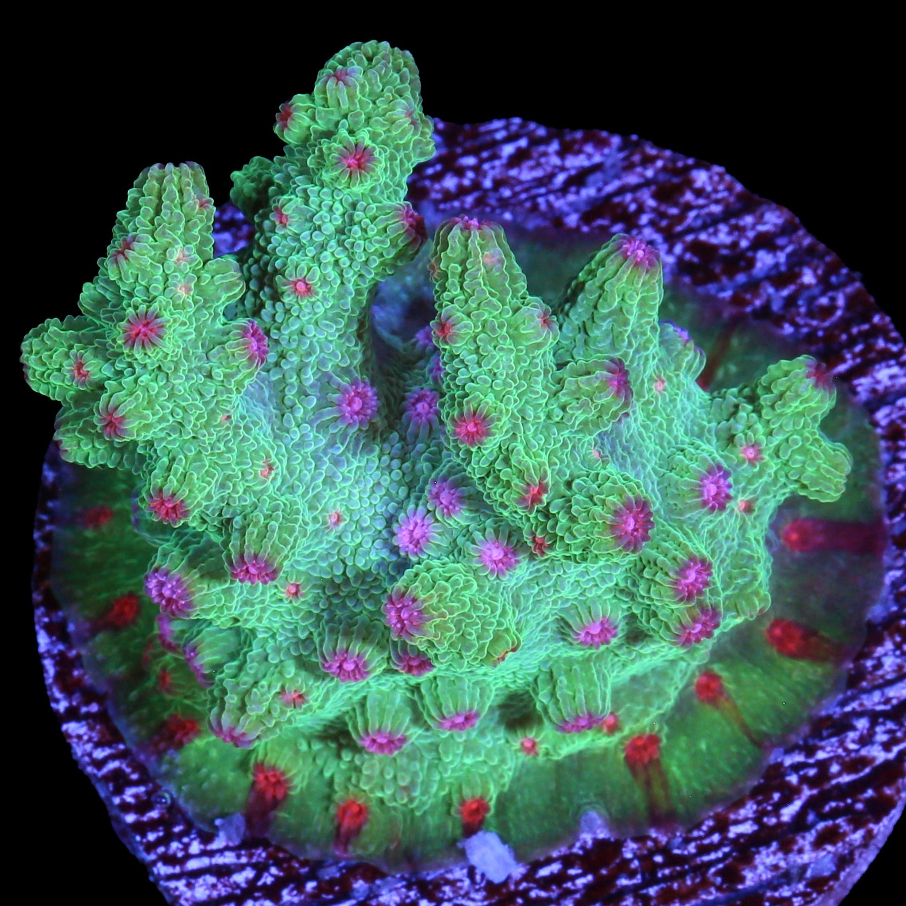 Vivid's Aquaman Branching Cyphastrea Decadia Coral