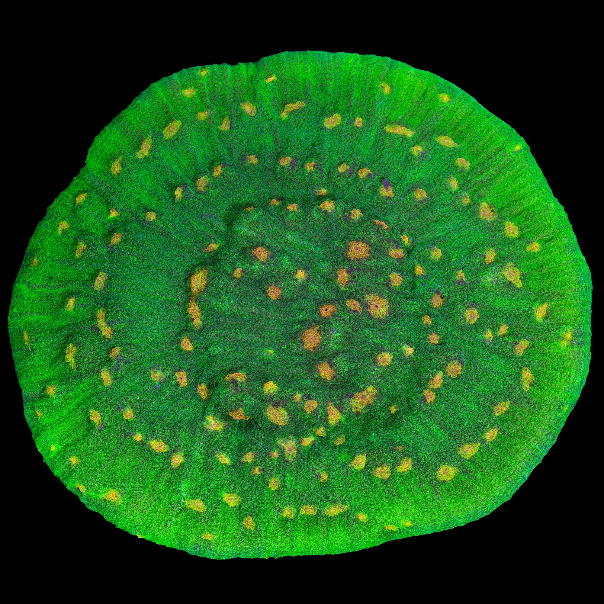 XL Space Invader Mycedium Coral Colony