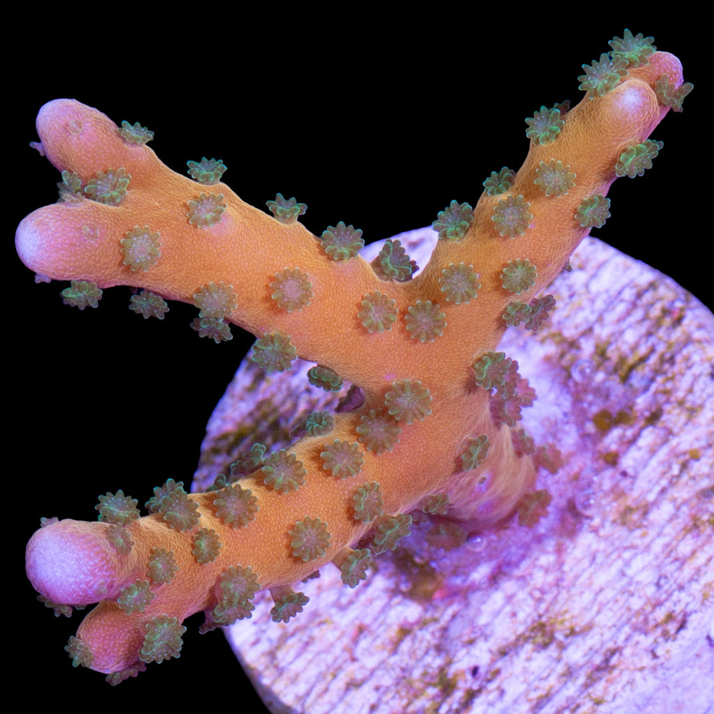 Tropicana Anacropora Coral
