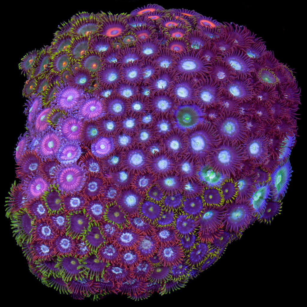 Rainbow Zoanthid Colony