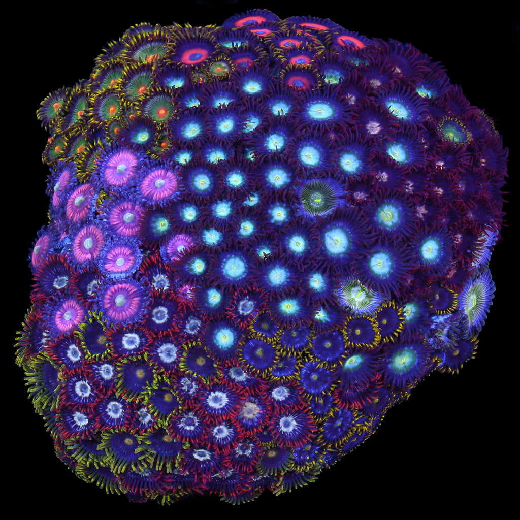 Rainbow Zoanthid Colony
