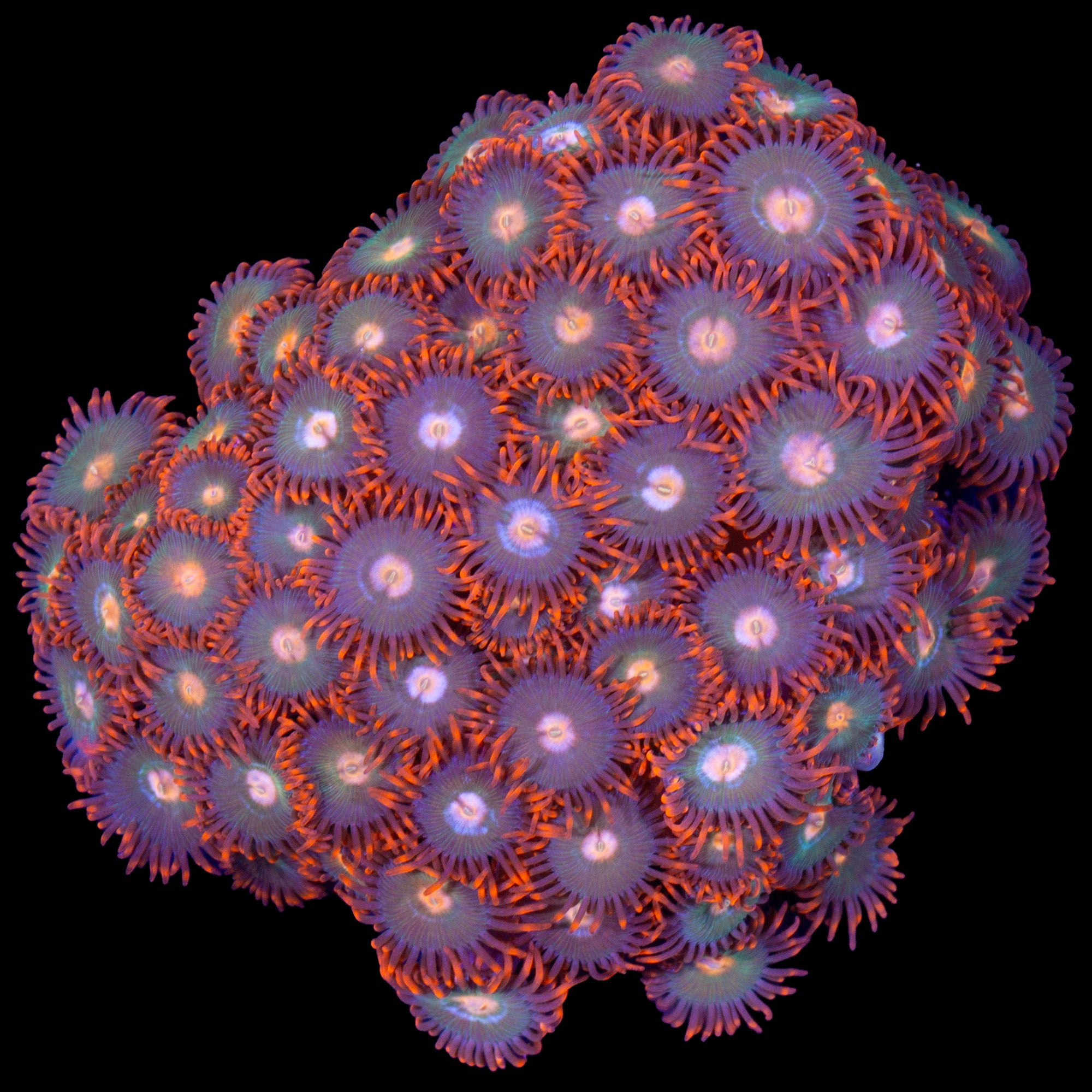 Vivid's Gatorade Zoanthids