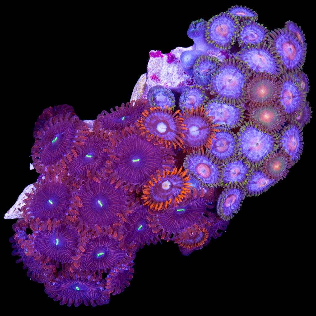 Rainbow Zoanthid Combo