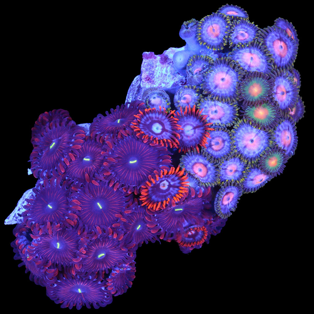 Rainbow Zoanthid Combo