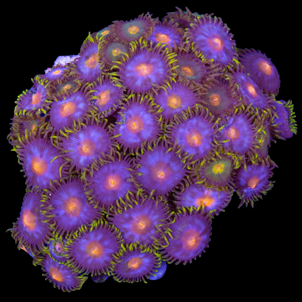 Vivid's Kentucky Blue Grass Zoanthids