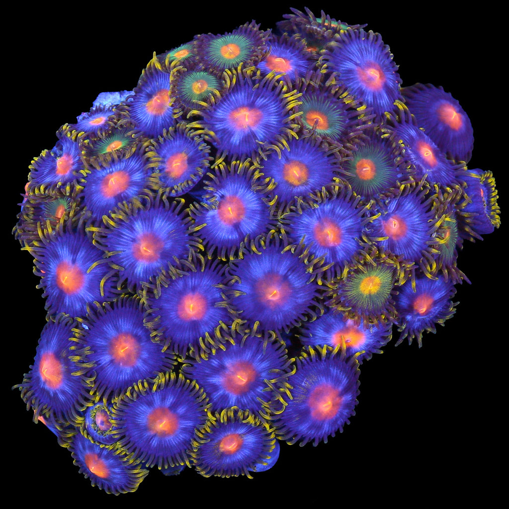 Vivid's Kentucky Blue Grass Zoanthids