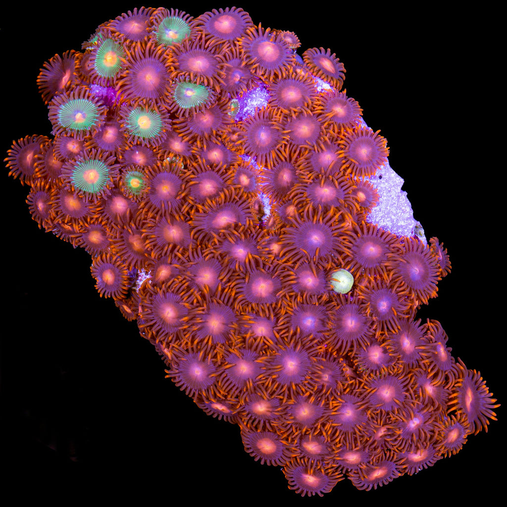 Vivid's Orange Bam Bam Colony