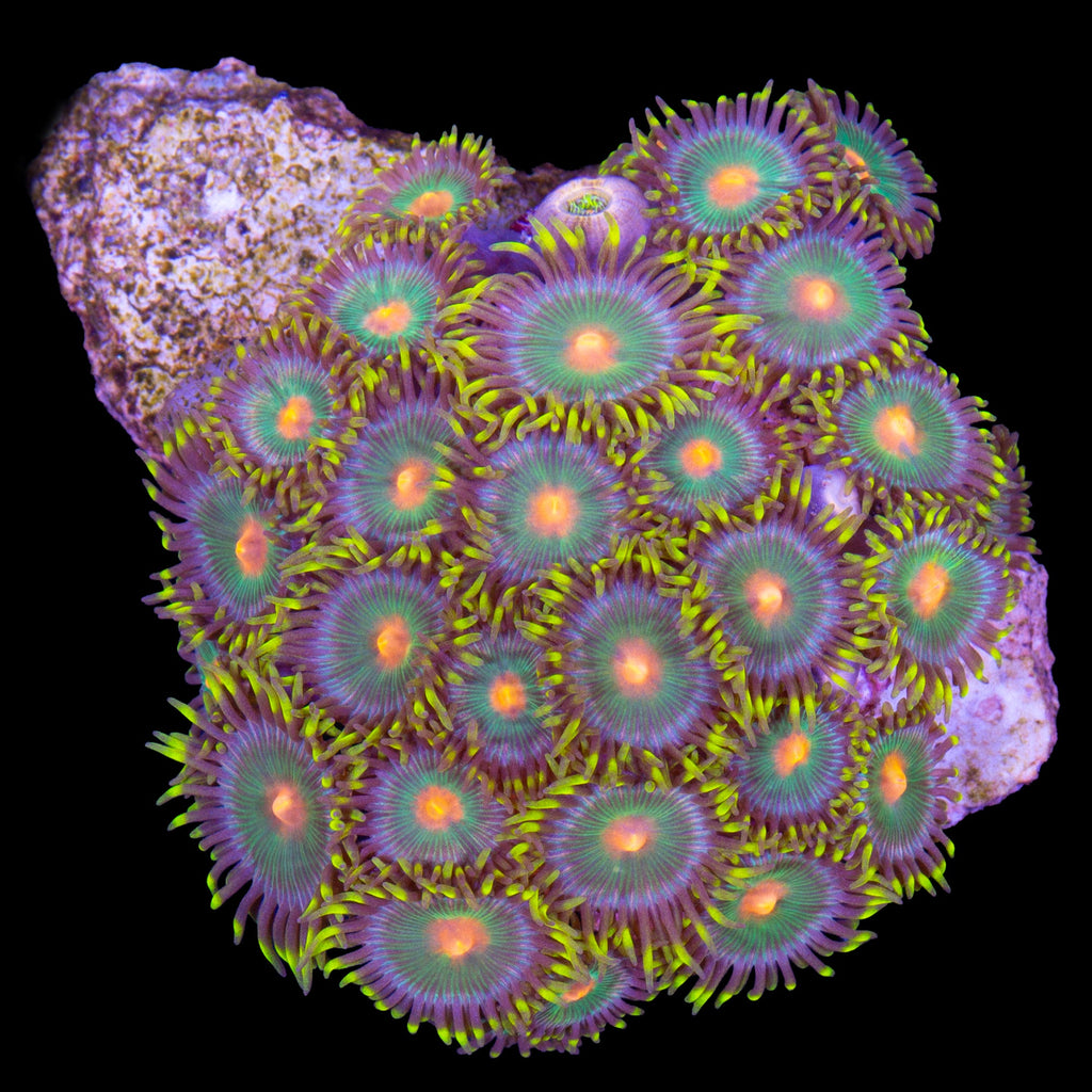 Vivid's Orange Eye Zoanthids