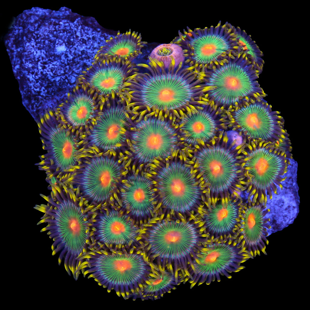 Vivid's Orange Eye Zoanthids