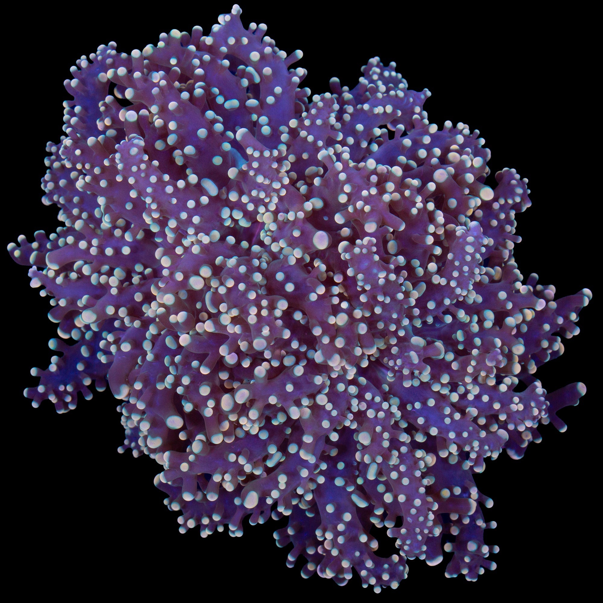 Yellow Tip Branching Frogspawn Coral