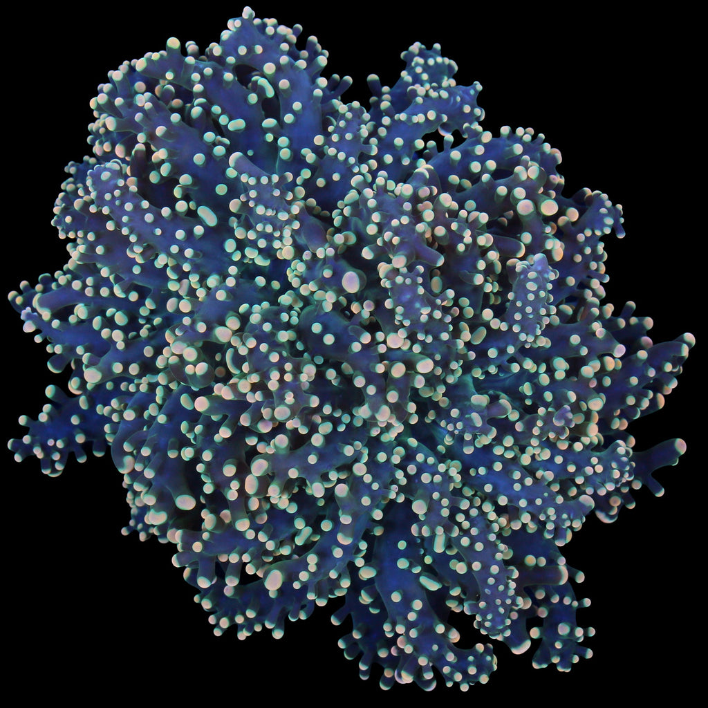 Yellow Tip Branching Frogspawn Coral