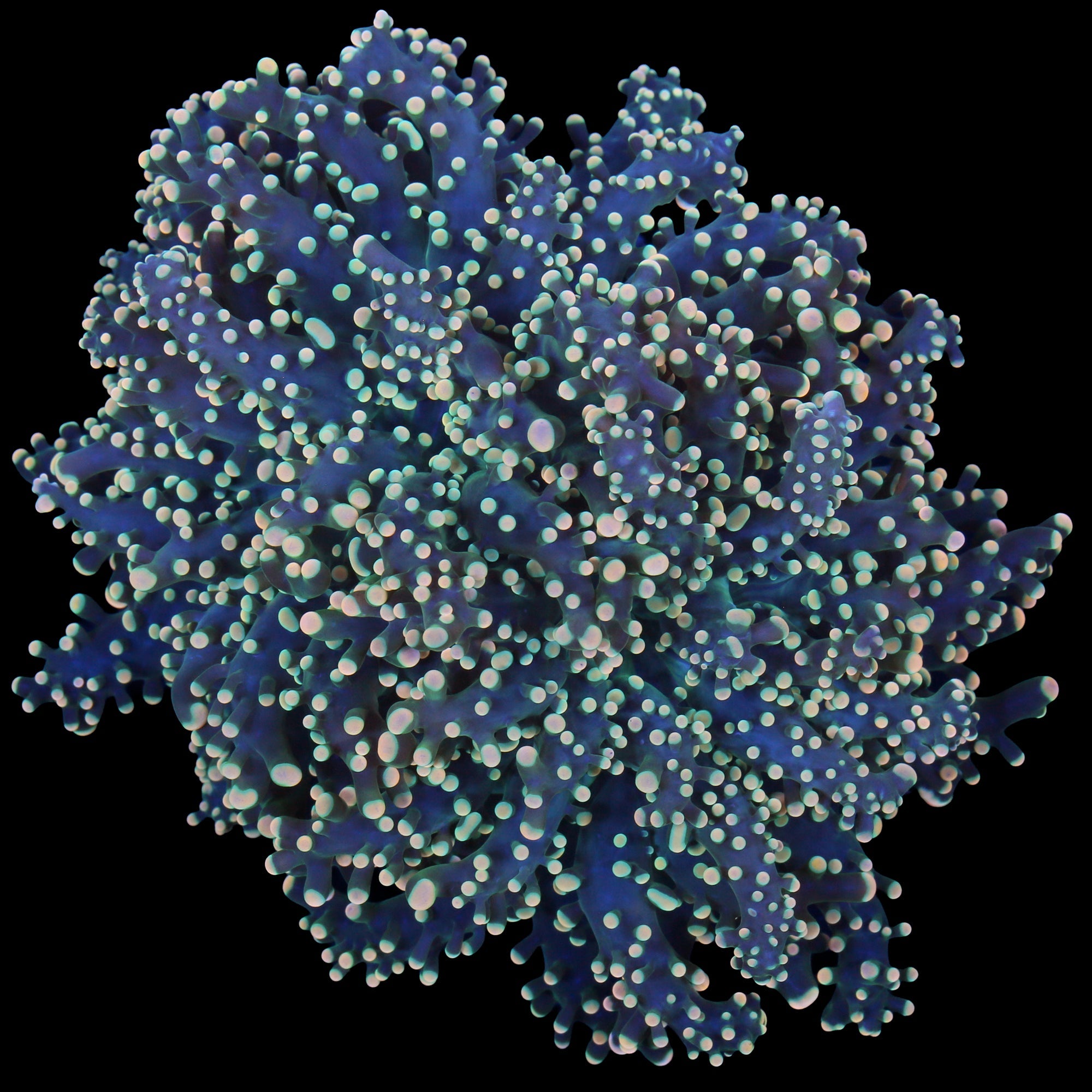 Yellow Tip Branching Frogspawn Coral