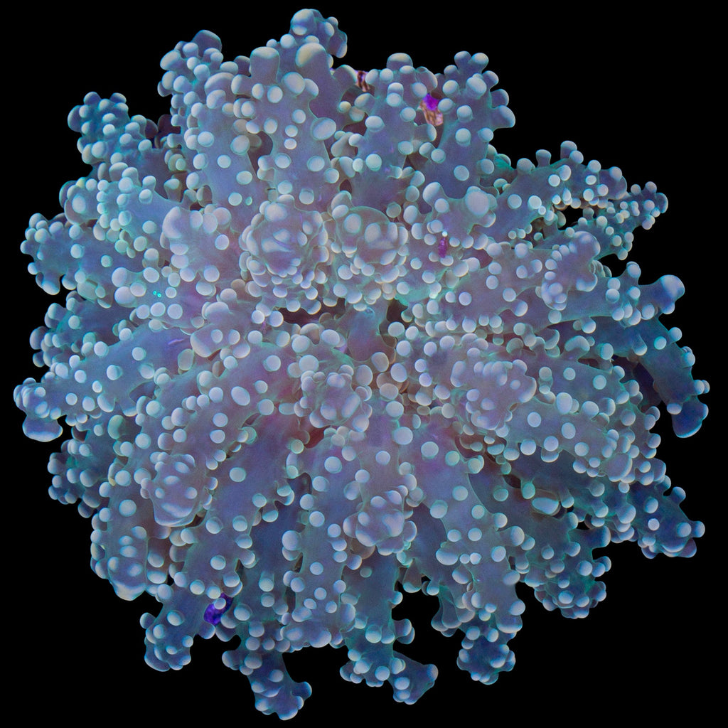 Yellow Tip Branching Frogspawn Coral