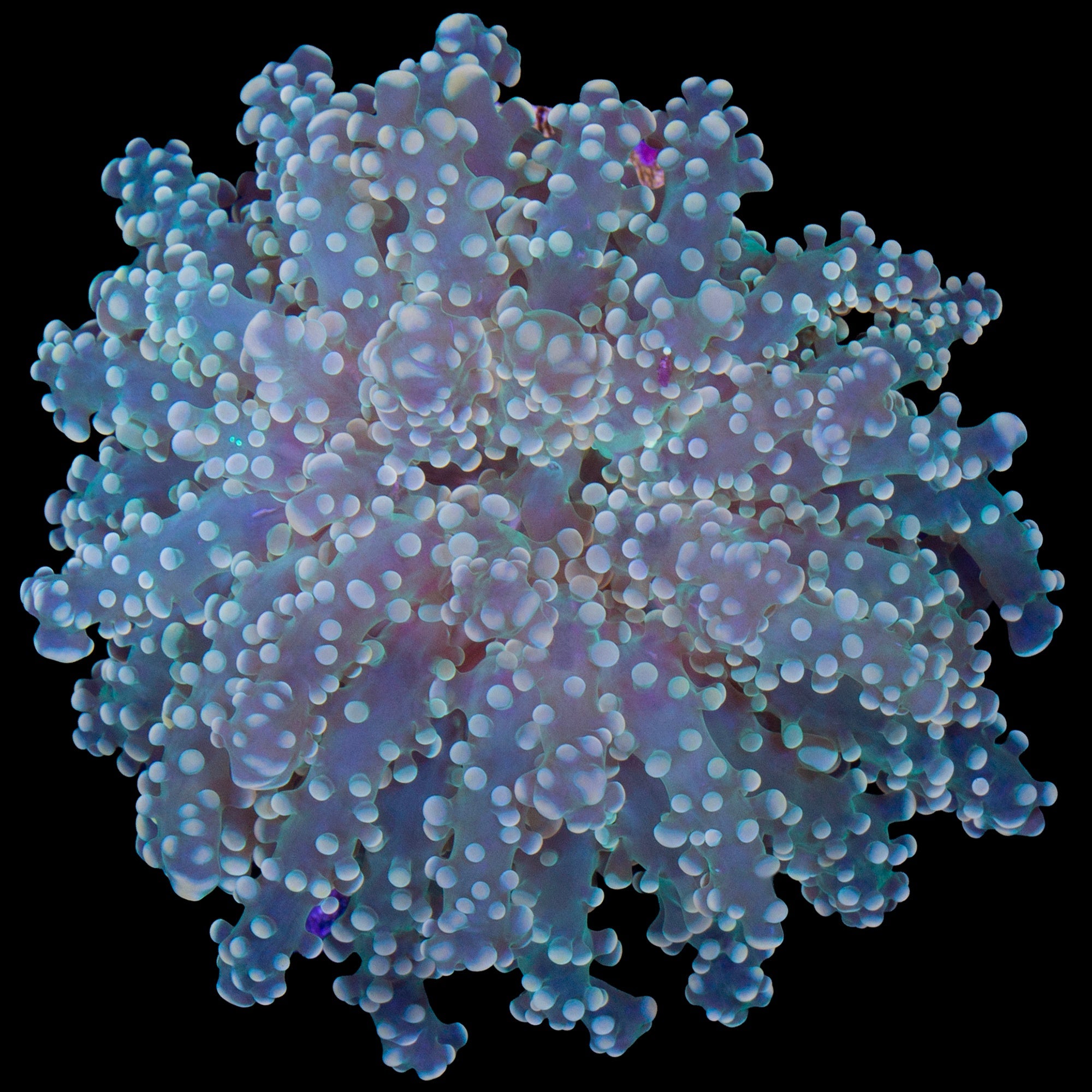 Yellow Tip Branching Frogspawn Coral