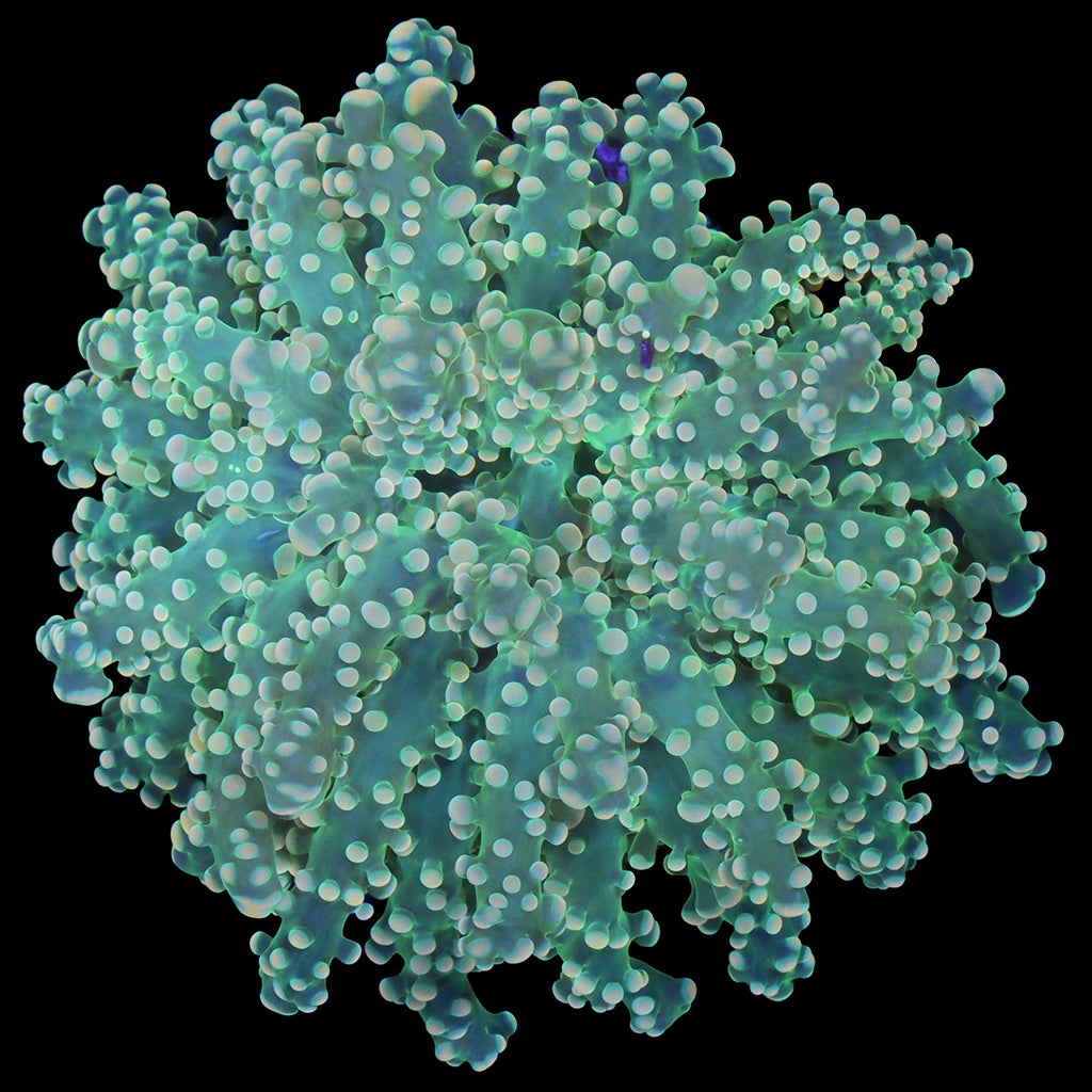 Yellow Tip Branching Frogspawn Coral