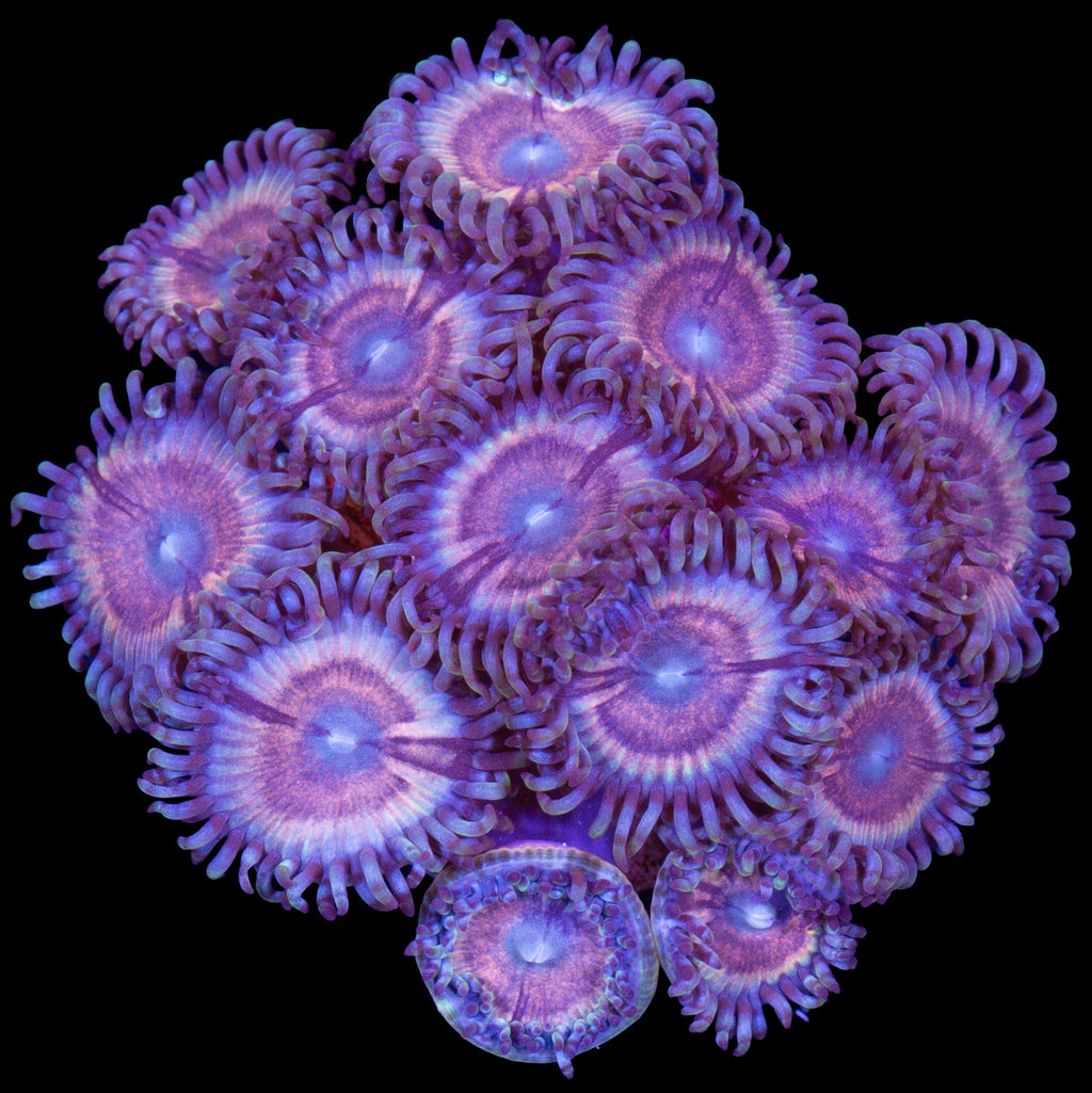 Vivid's Pastel Rainbow Zoanthids