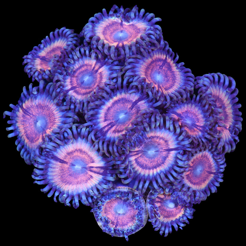 Vivid's Pastel Rainbow Zoanthids