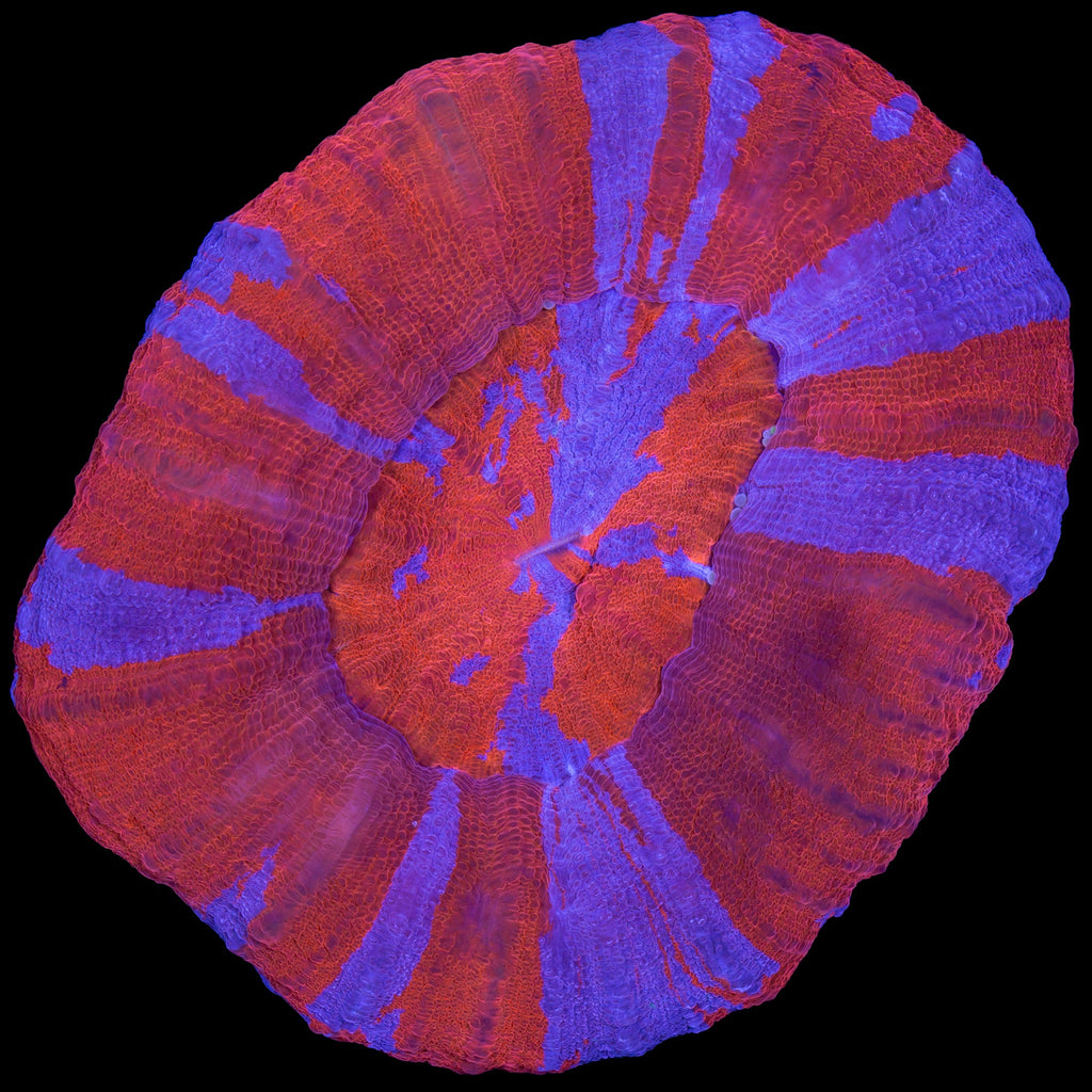 Superman Scolymia Coral