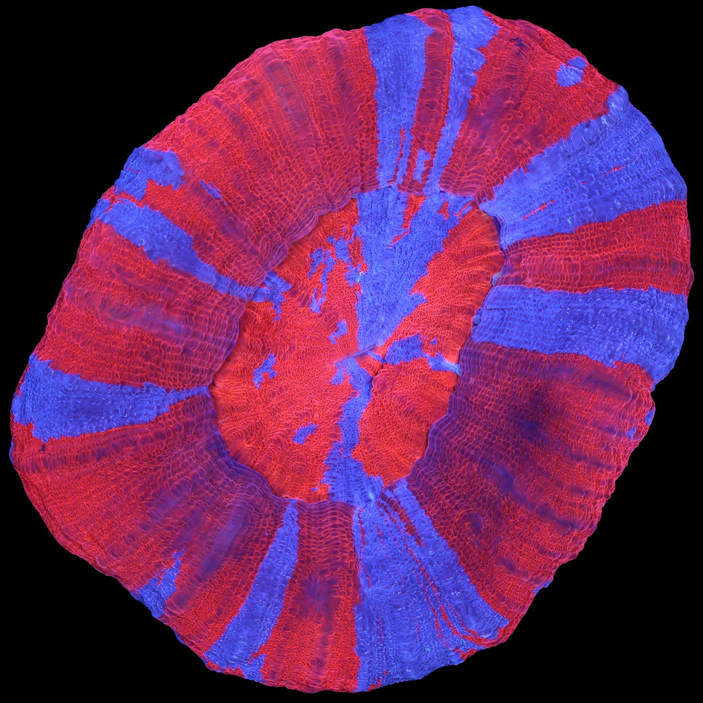 Superman Scolymia Coral