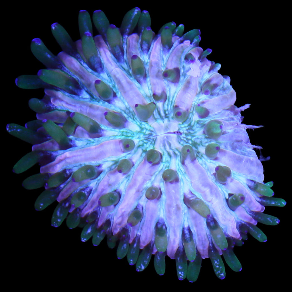 Royal Orchid Fungia Plate Coral