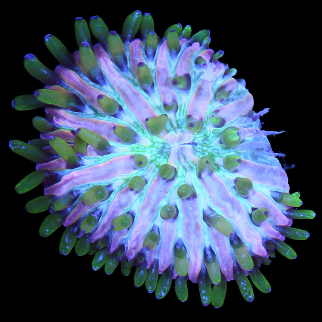 Royal Orchid Fungia Plate Coral