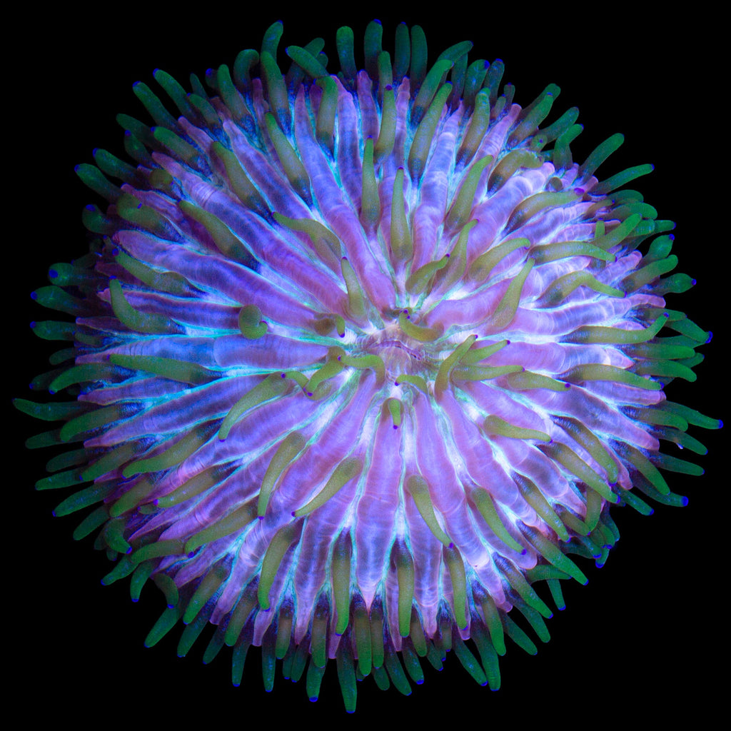 Royal Orchid Fungia Plate Coral
