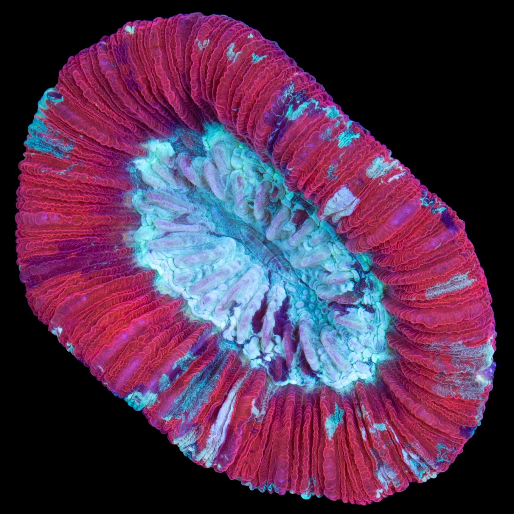 Red Aussie Trachyphyllia Coral