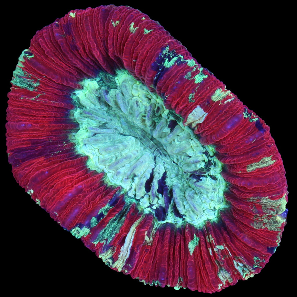 Red Aussie Trachyphyllia Coral