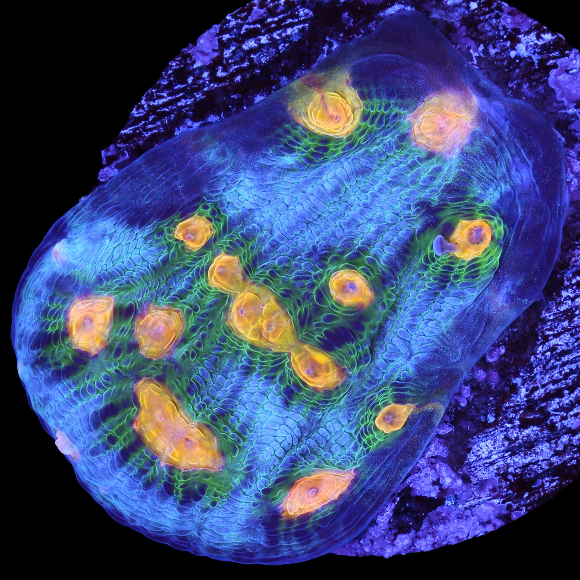 Solar Flare Mycedium Coral