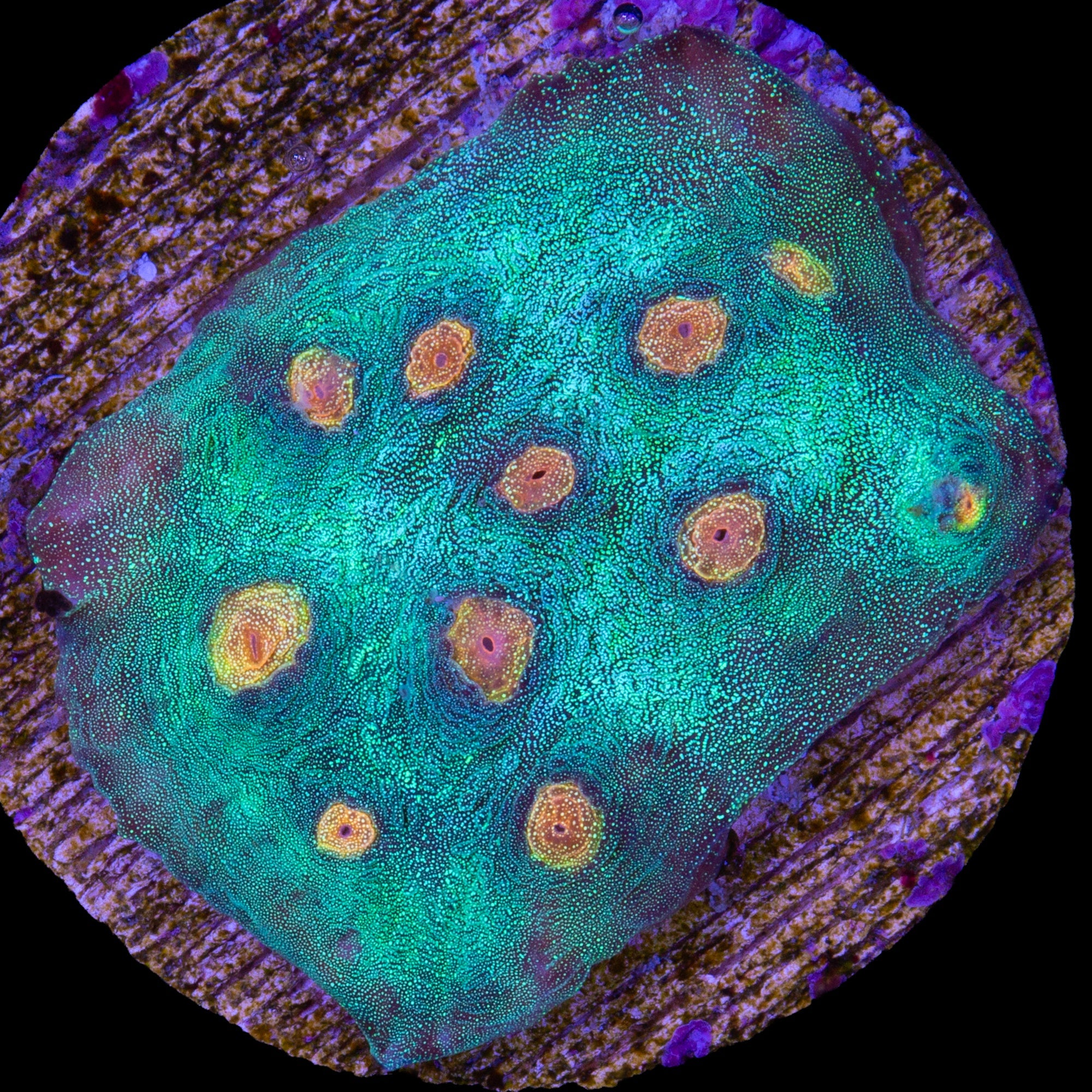Yellow Eye Mycedium Coral