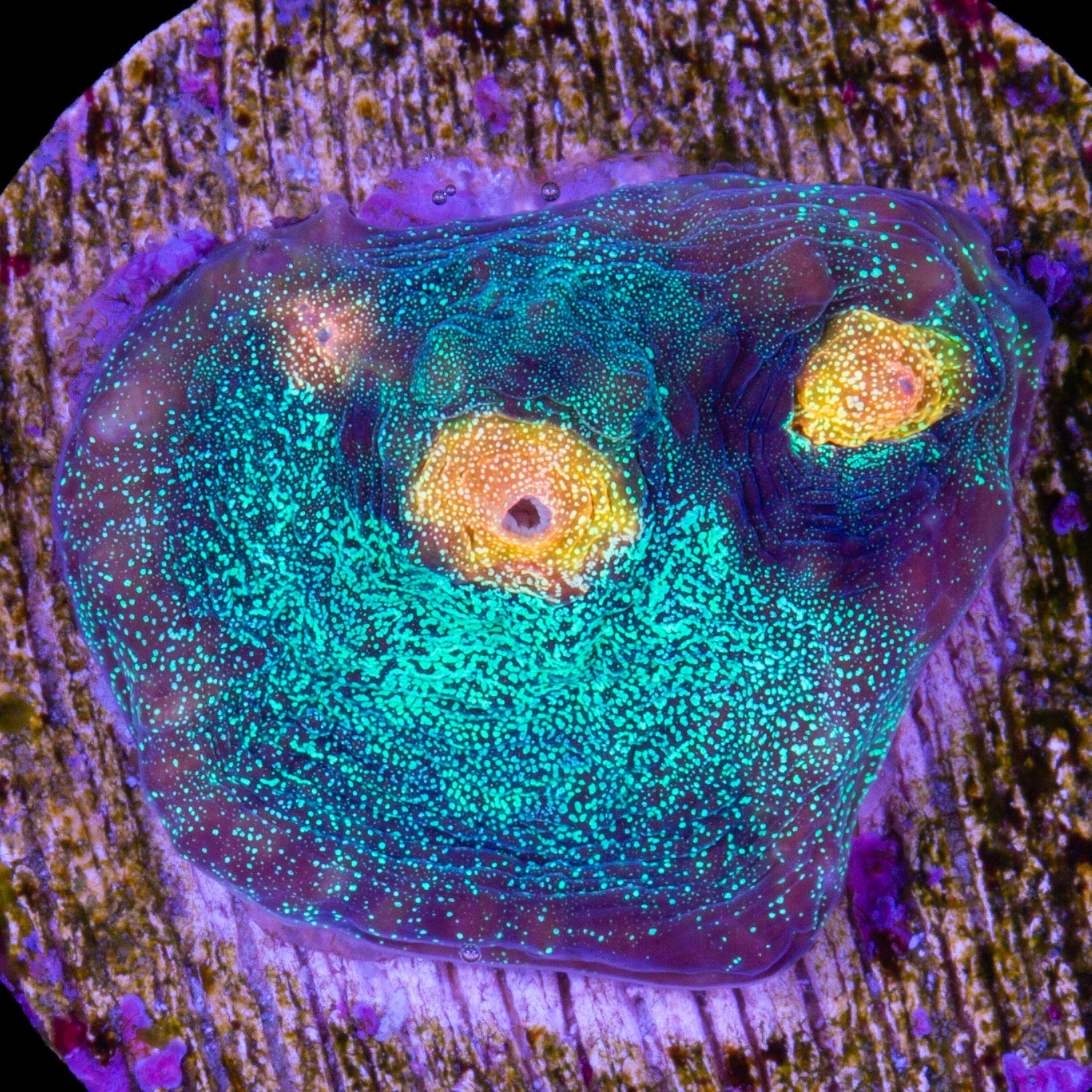 Yellow Eye Mycedium Coral