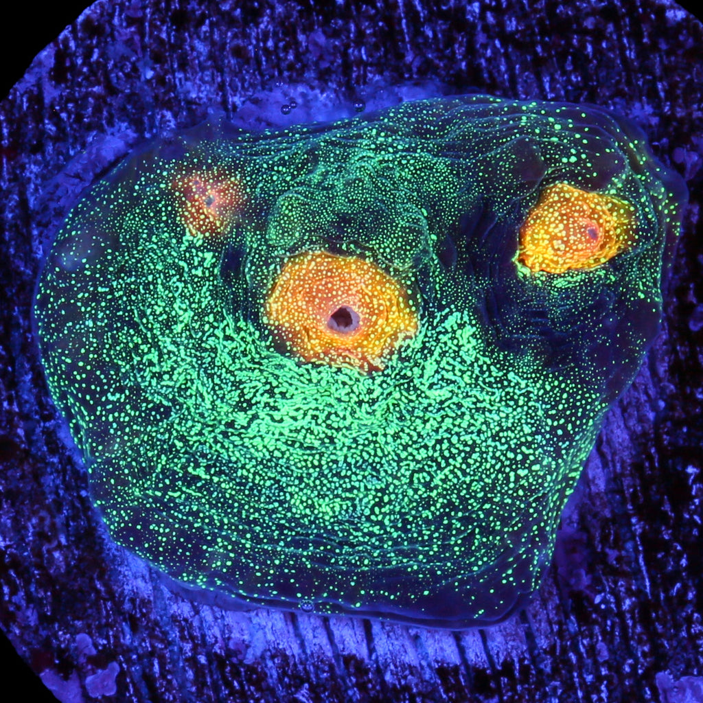 Yellow Eye Mycedium Coral