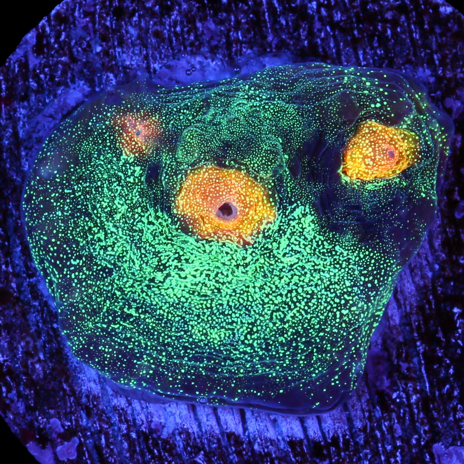 Yellow Eye Mycedium Coral