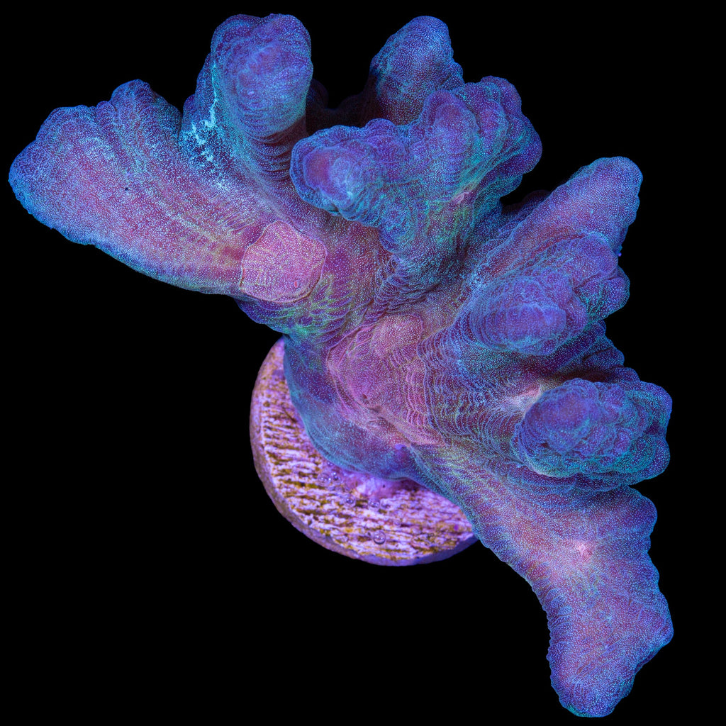 Rainbow Pectinia Coral