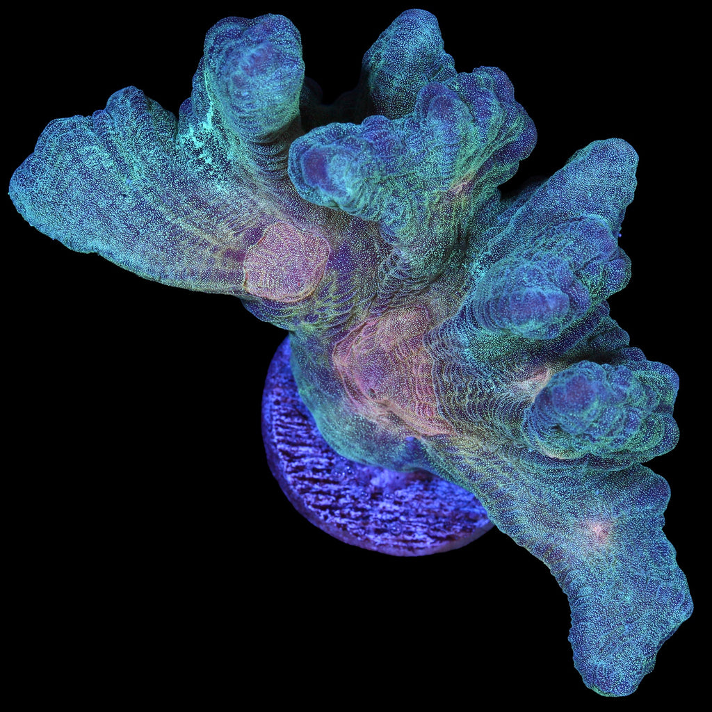 Rainbow Pectinia Coral