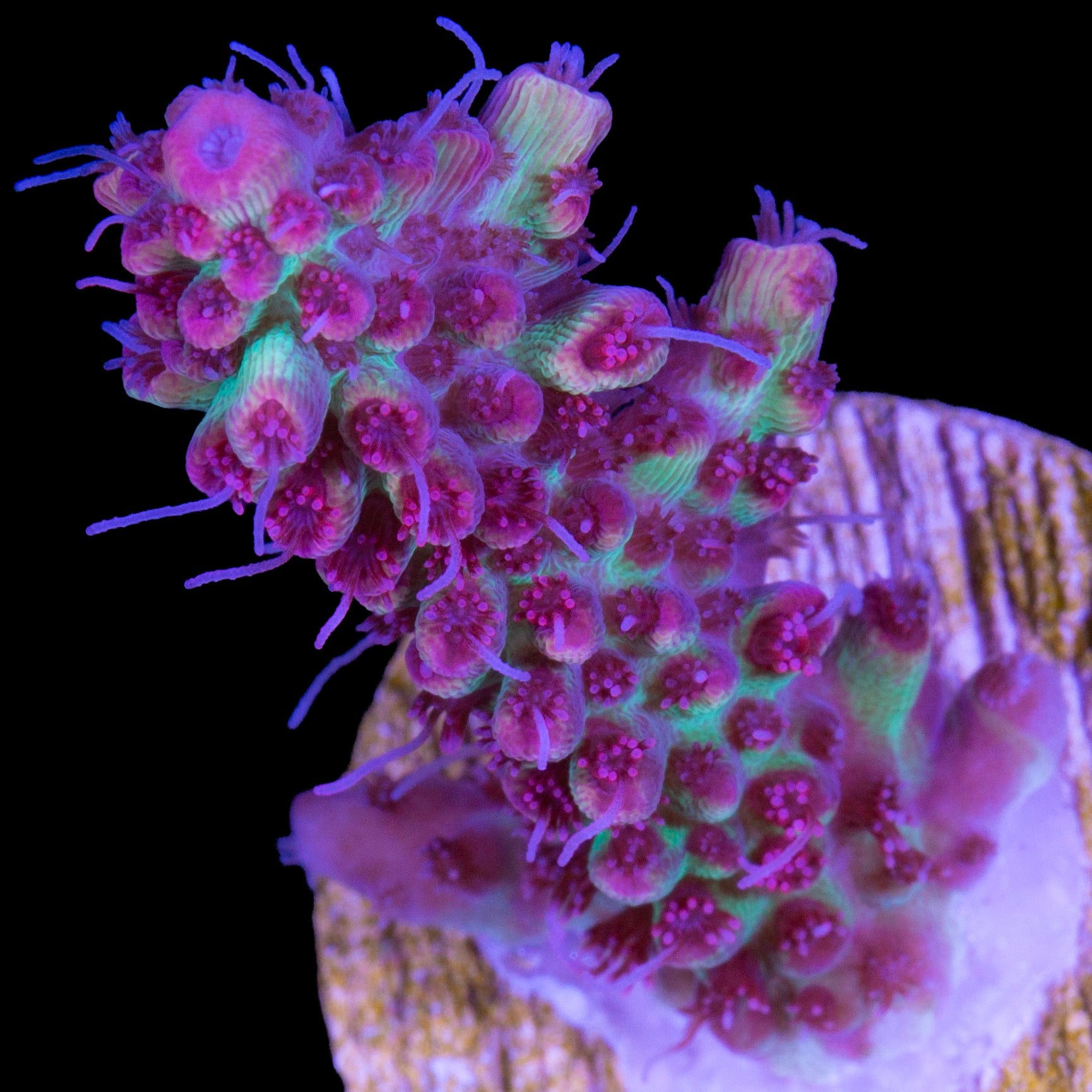 Strawberry Shortcake Acropora Coral