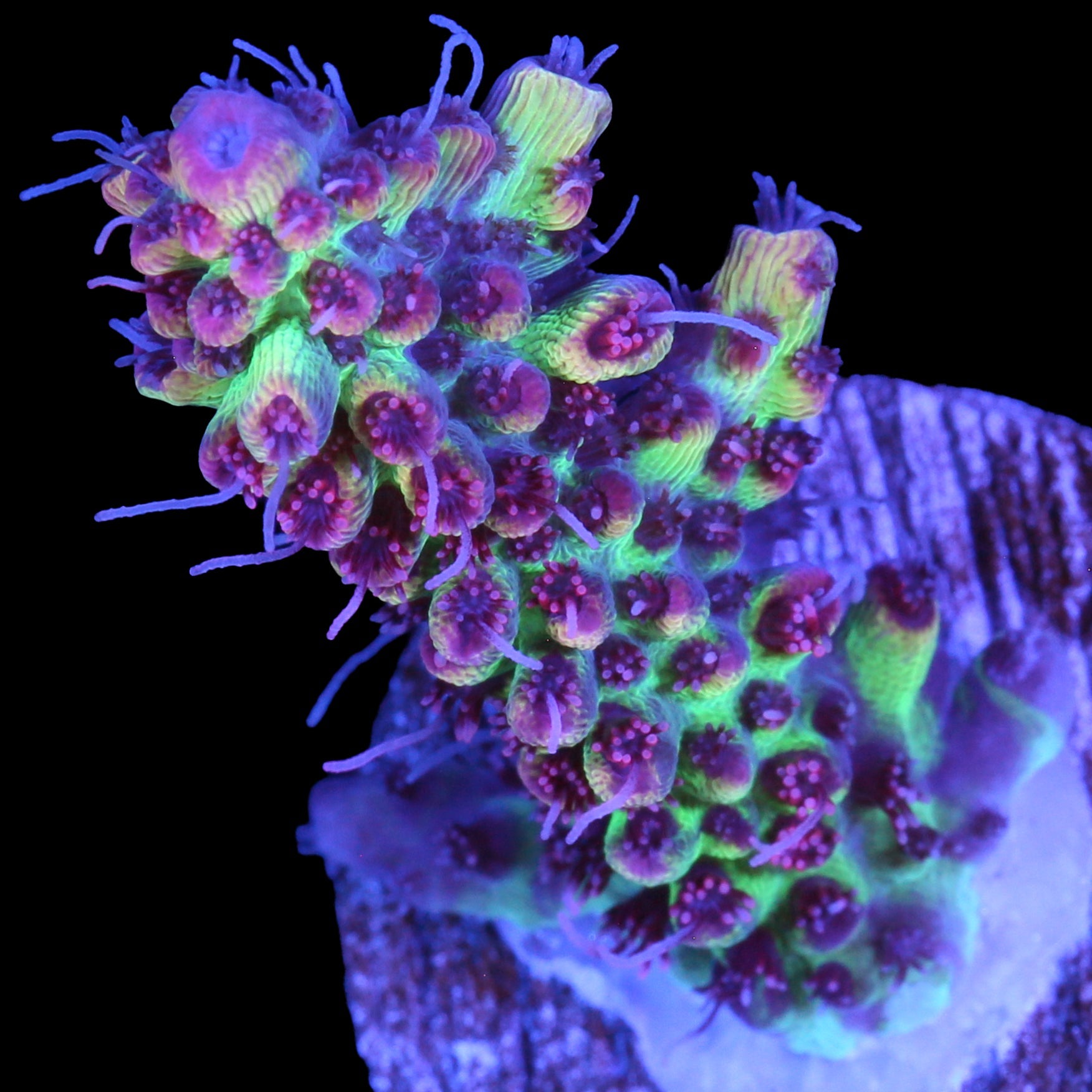 Strawberry Shortcake Acropora Coral