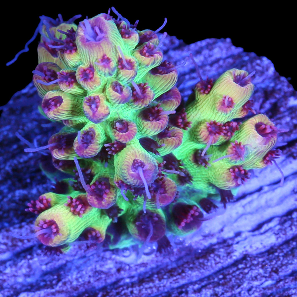 Strawberry Shortcake Acropora Coral