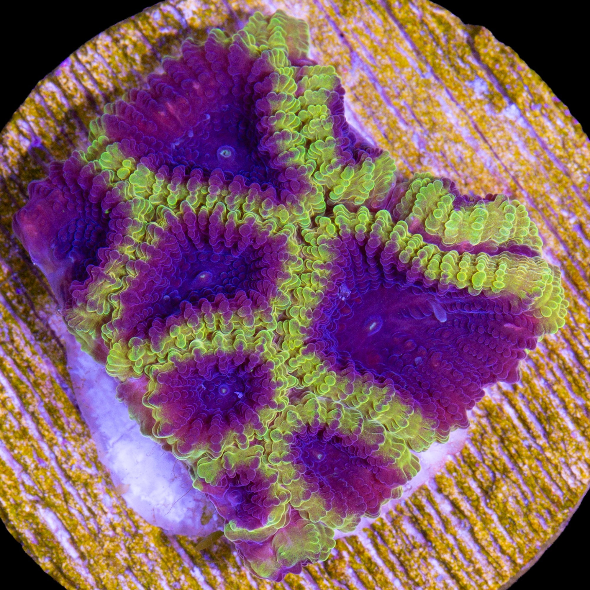 Wolverine Favia Coral