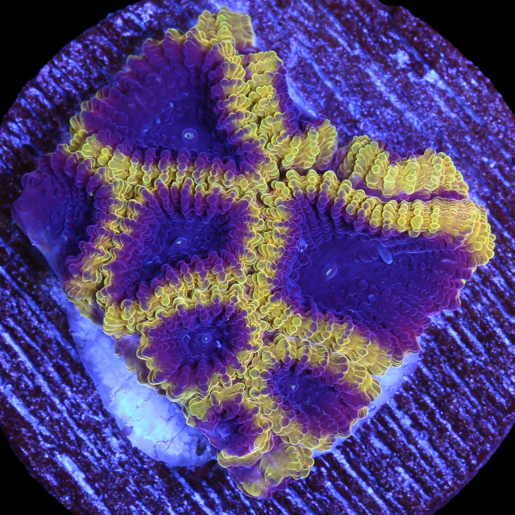 Wolverine Favia Coral