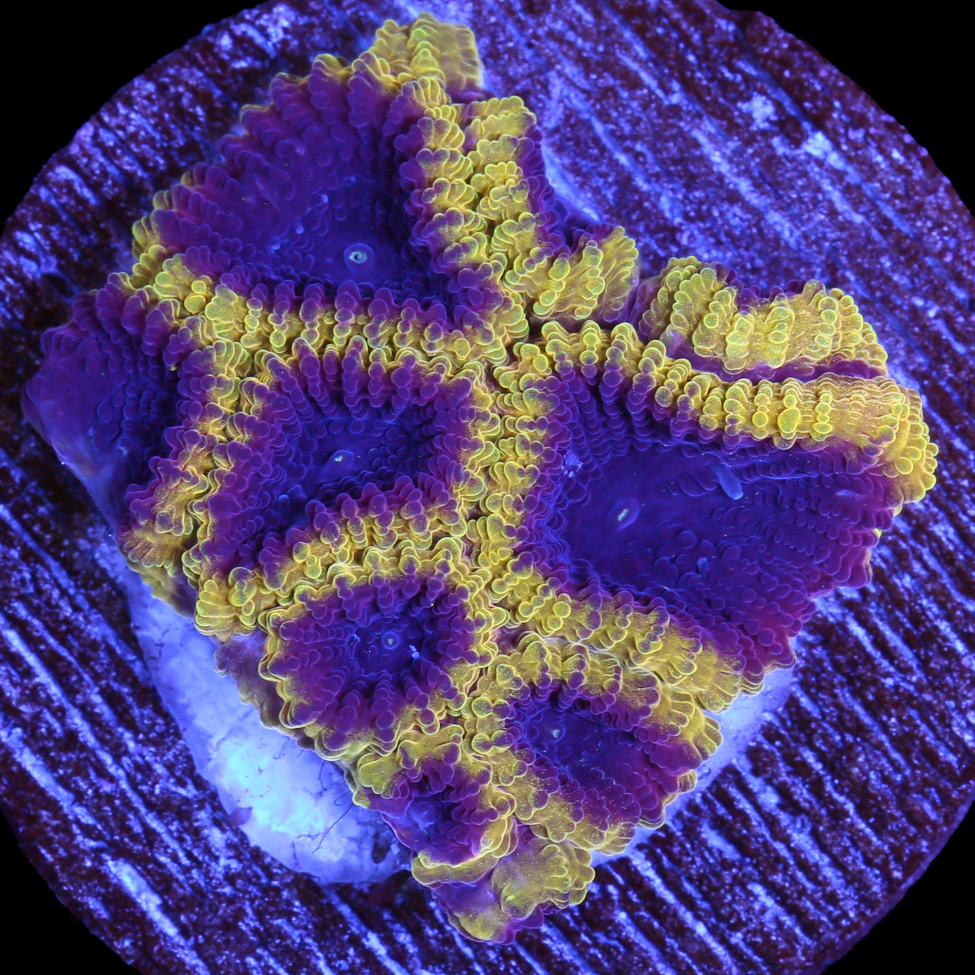 Wolverine Favia Coral