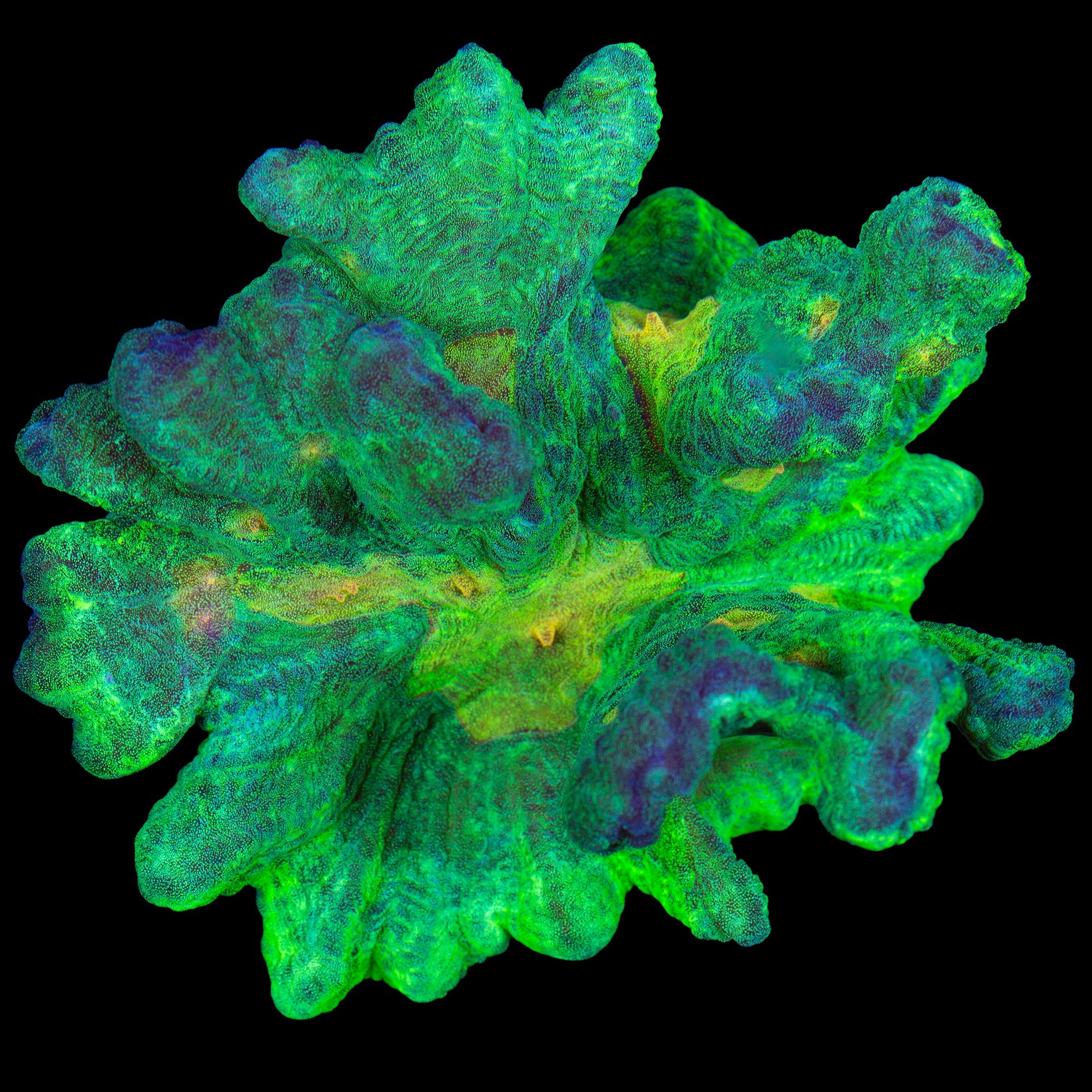 XL Space Invader Pectina Coral