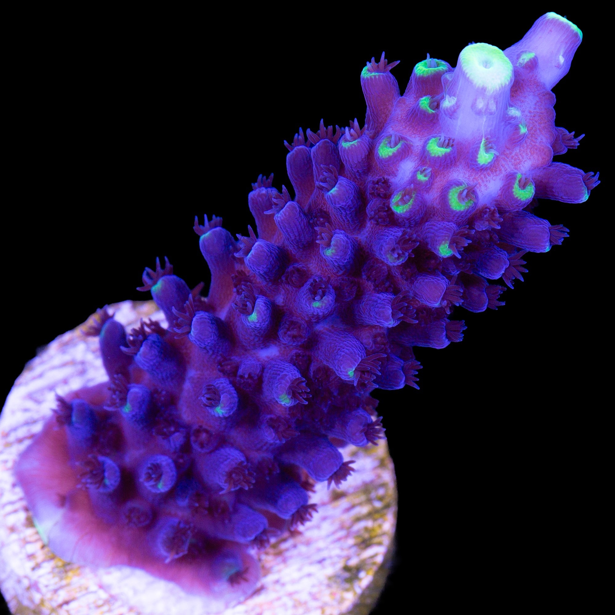 Sky Blue Exquisita Staghorn Acropora Coral
