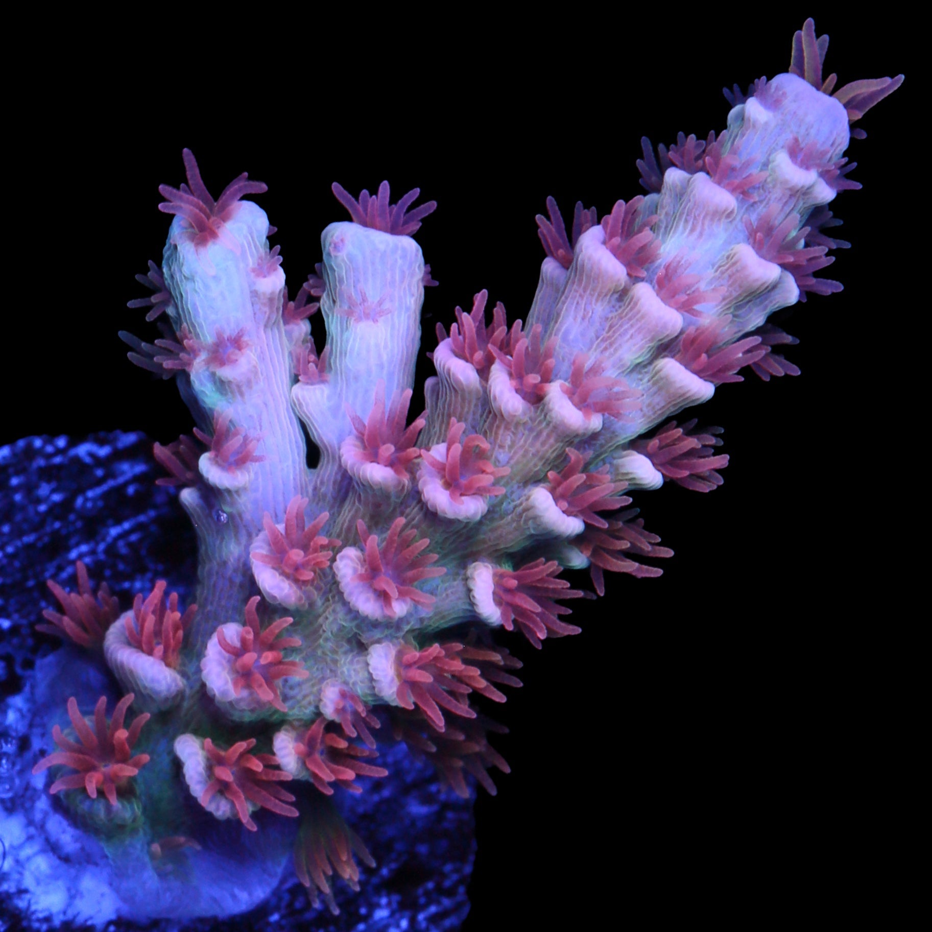 TGC Cherry Bomb Tenuis Acropora Coral